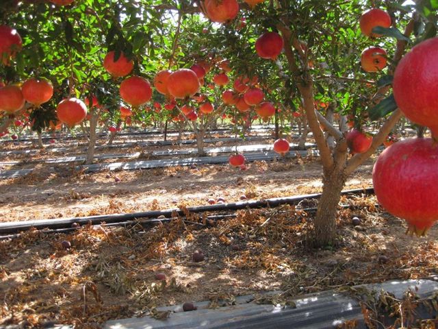 Guide to pomegranate farming