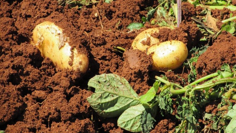 Potato Varieties in Kenya