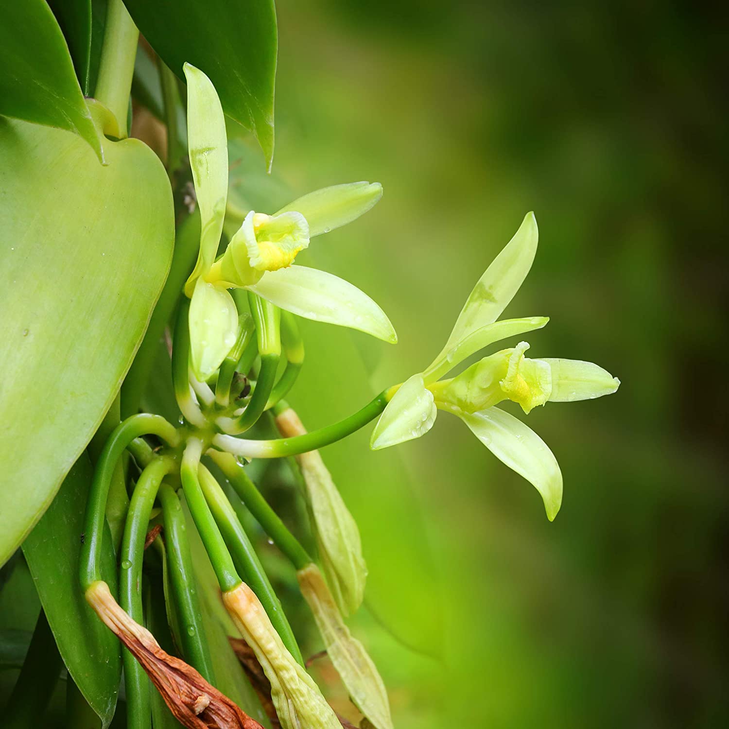 Complete Guide to Vanilla Farming Kenya