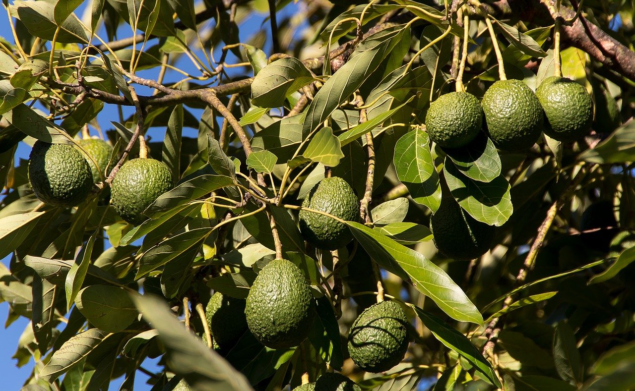 Avocado Farming in Kenya