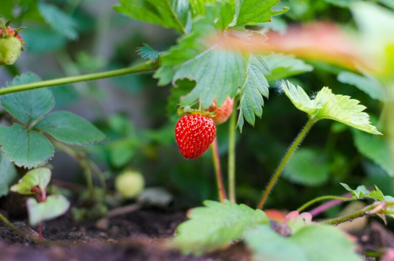 Kenya’s Thriving Strawberry Farming: Sweet Success