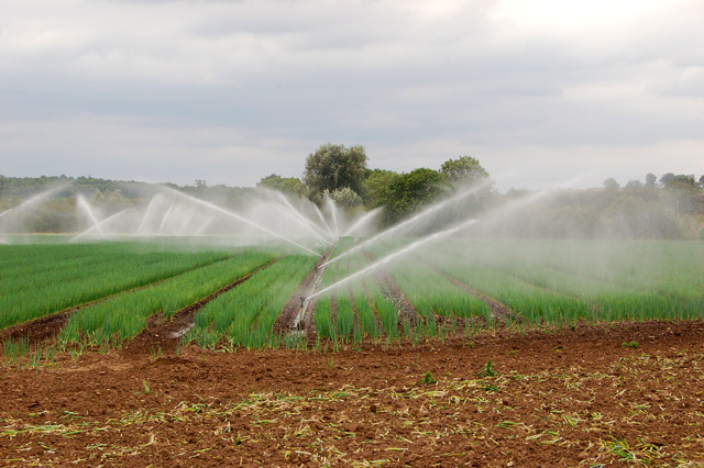 How often should I water my onion farm in Kenya?