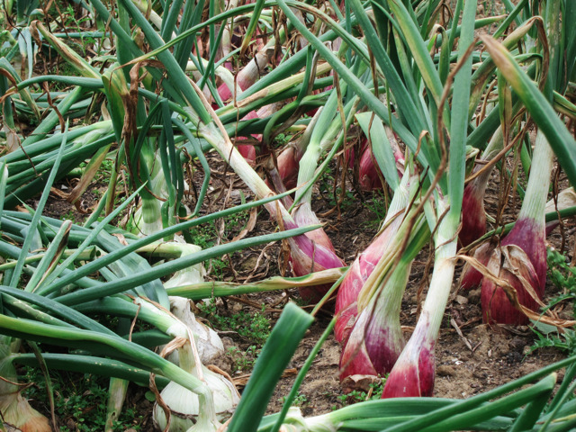 Organic onions at Yalding gardens