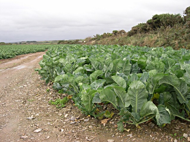 What are some common pests and diseases of Sukuma Wiki in Kenya?