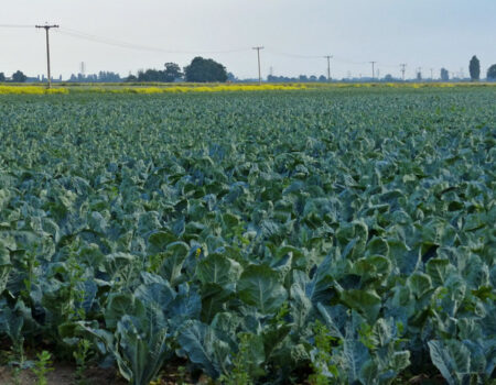 Cabbage field along Sandholme Lane