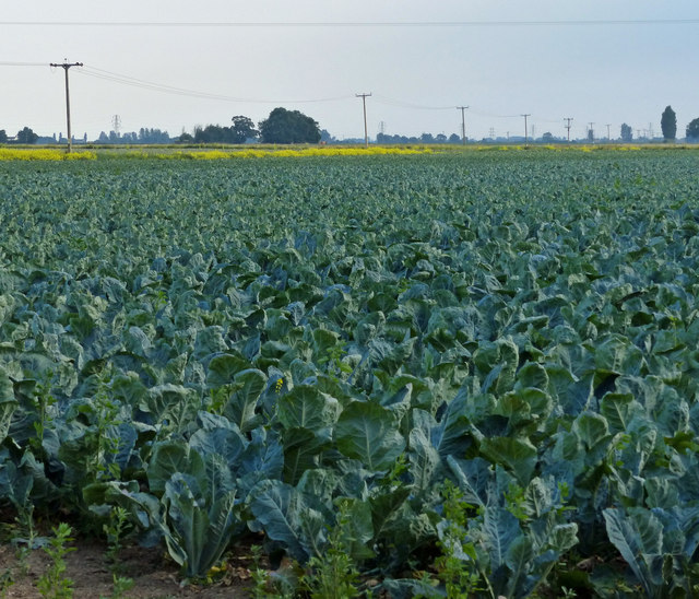 Cabbage field along Sandholme Lane