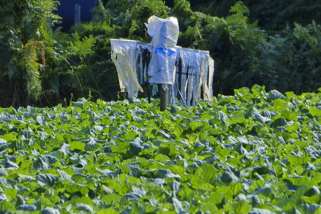 Scarecrow in a field of Cabbages
