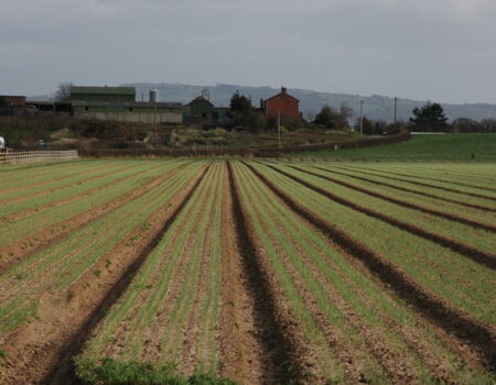 Field of onions, Ryall