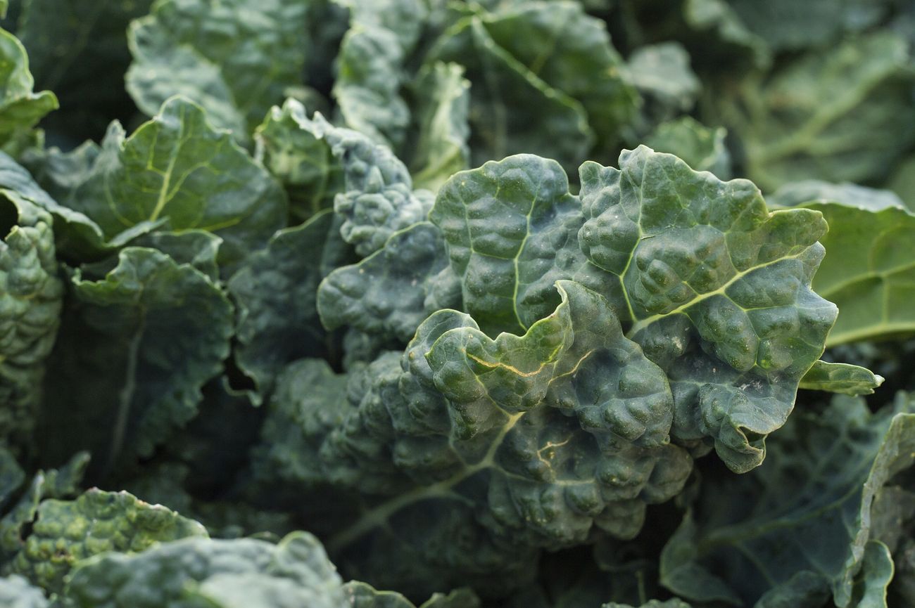 What type of soil is best for growing kale in Kenya?