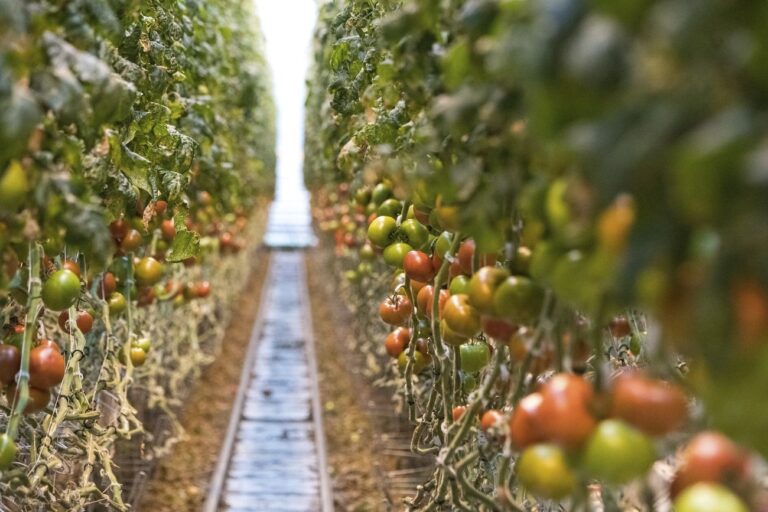 Tomato Farming In Kenya Using Drip Irrigation