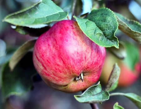 nature, apple, healthy