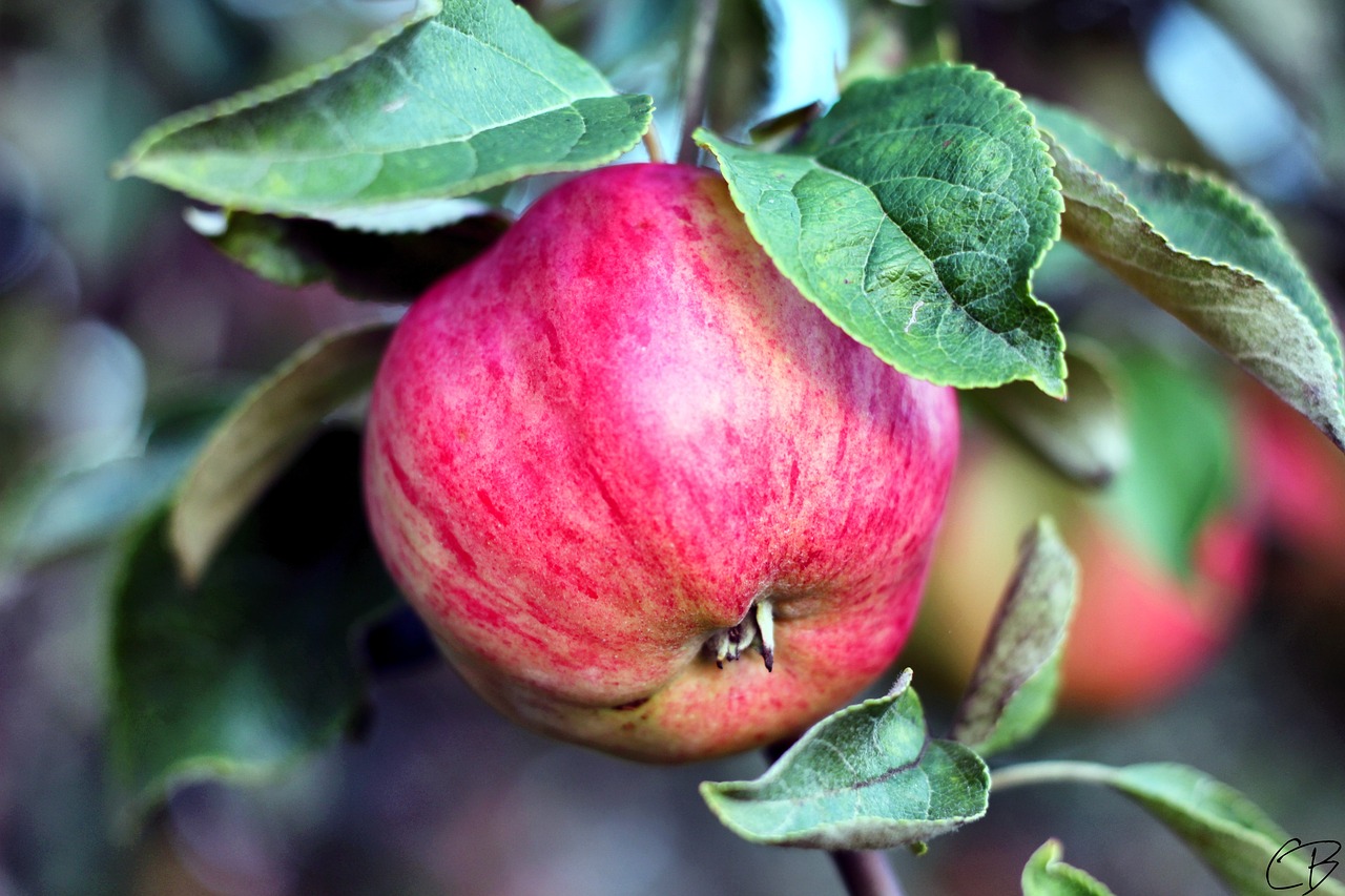 nature, apple, healthy