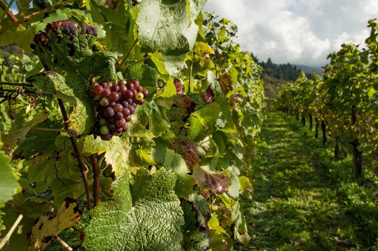 Kenya’s Grape Potential: Climate, Varieties, and Growth Challenges.