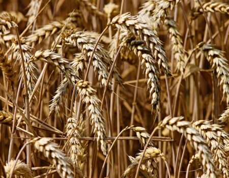 wheat, field, cereals