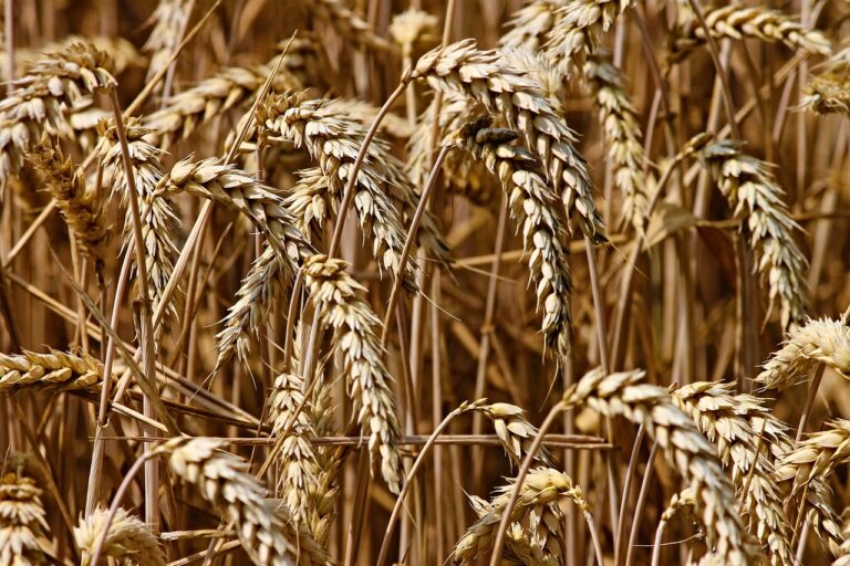 Wheat Farming in Kenya: A Comprehensive Guide