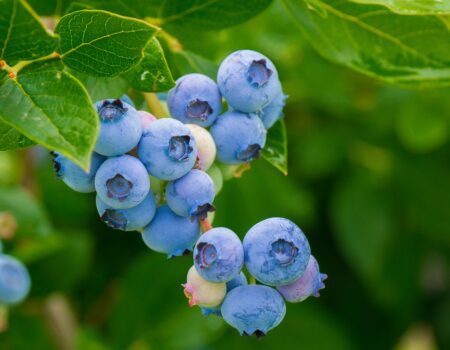 blueberries, fruits, berries