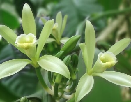 vanilla flower, vanilla, white