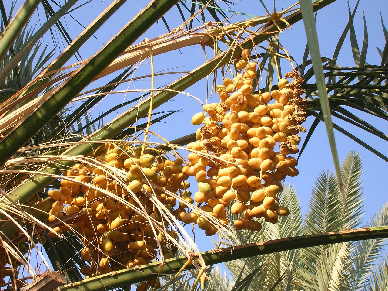 medina, tree, dates
