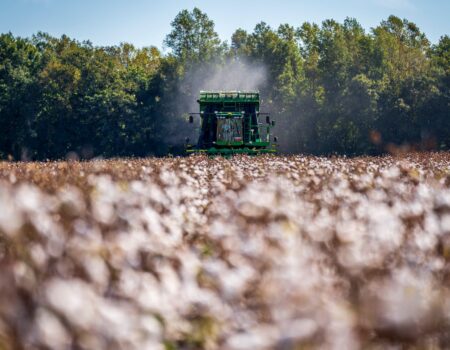 combine harvester in a cotton field