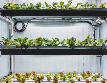 growing green leaves