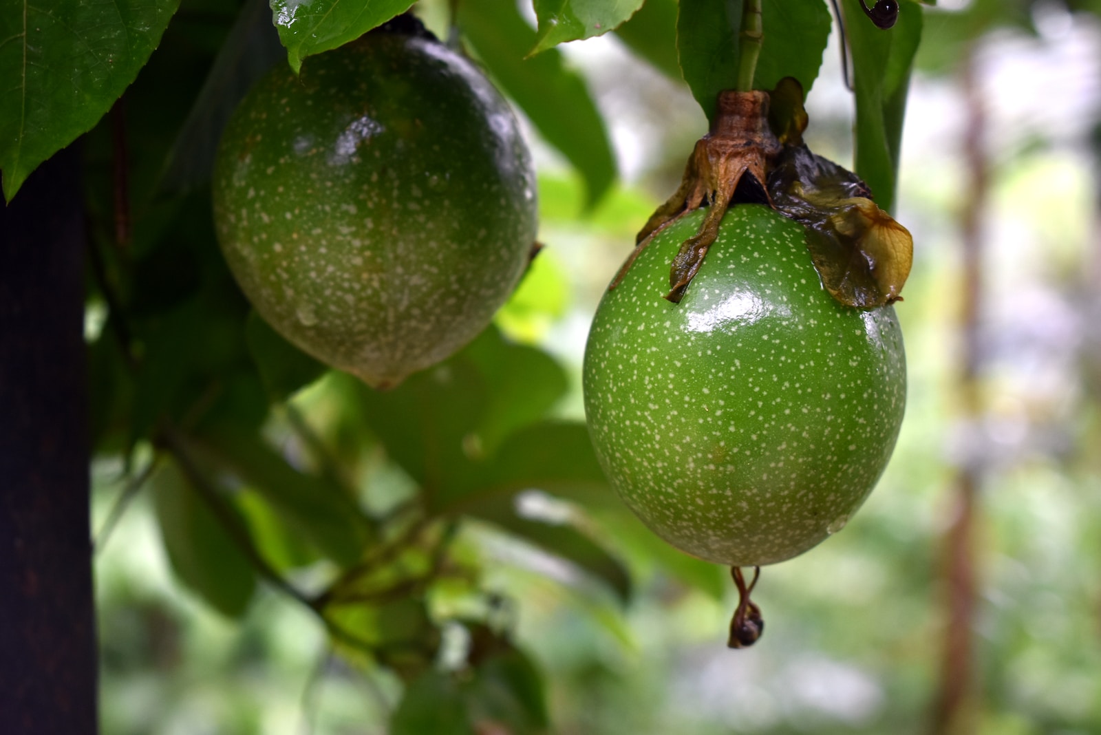 Passion Fruit Farming In Kenya