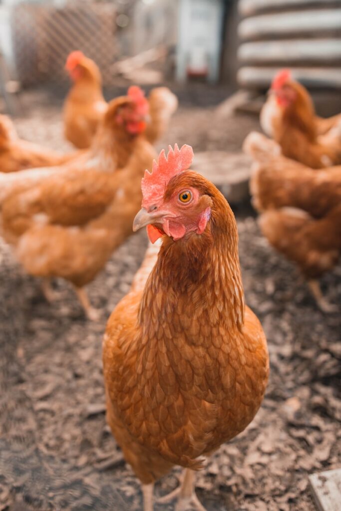 Chicken Farming Business Plan How to Start a Profitable Poultry Farm
