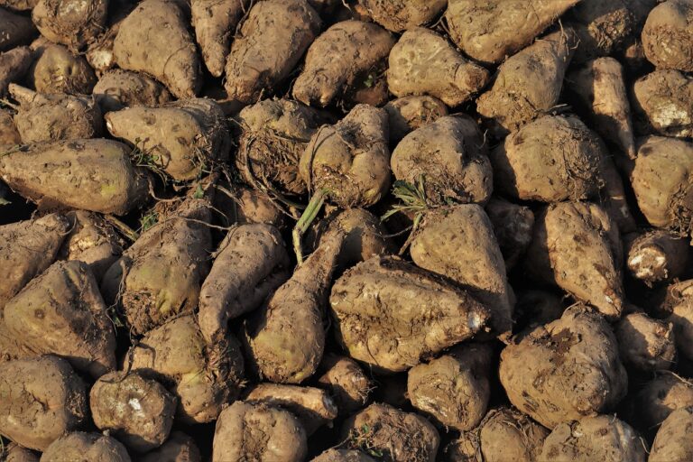 Sugar Beet: A Game-Changer for Tropical Sugar Production