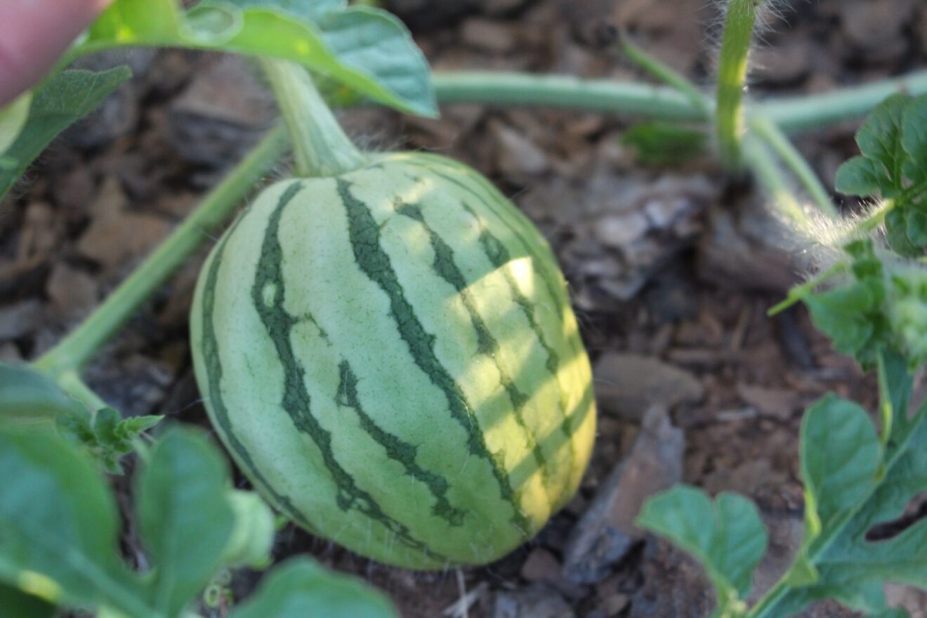Watermelon Farming in Kenya Business Plan Harvest Season
