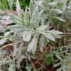 Woolly Lavender Herb Plant - Image 2