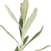 Woolly Lavender Herb Plant