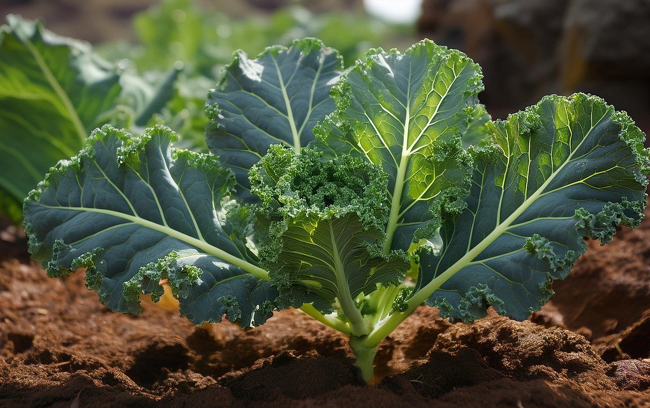 What Crops Are Grown In Kenya Harvest Season